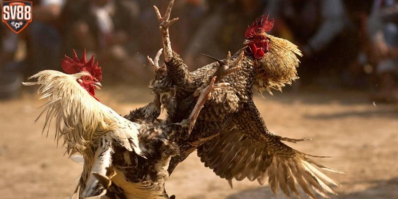 Khi tham gia đá gà SV88 cựa sắc được trải nghiệm các trận đấu kịch tính