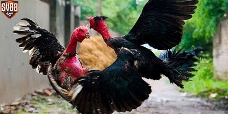 Người chơi cần theo dõi tốc độ phản xạ của gà