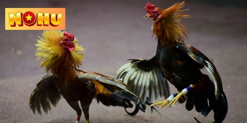 Đá gà NOHU