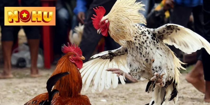 Loại hình đá gà tre thu hút rất nhiều hội viên 