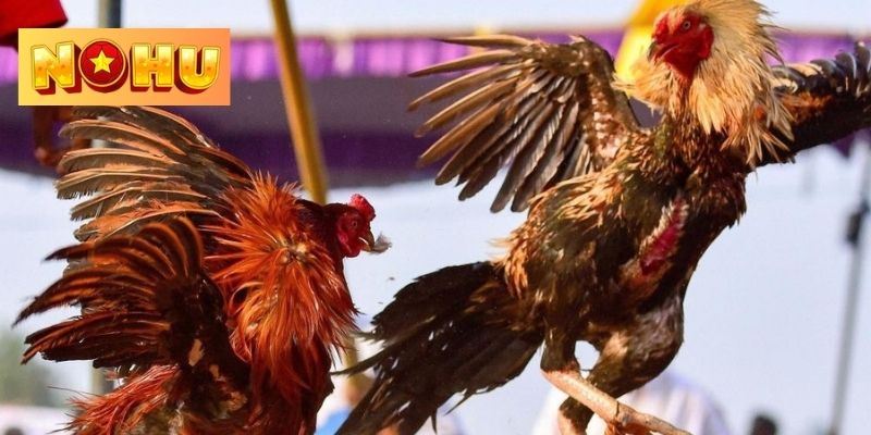 Những biện pháp chi tiêu tiền cược chọi gà hiệu quả 