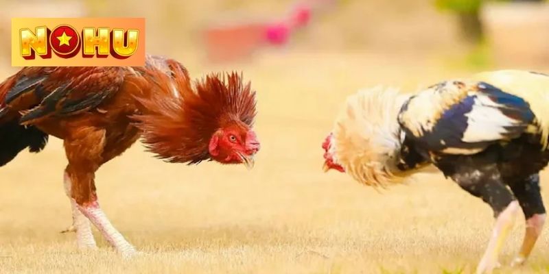 Ưu điểm của sảnh đá gà NOHU hàng đầu nền tảng 